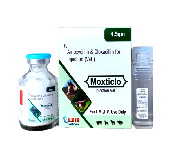 Moxticlo Amoxycillin & Cloxacillin for Injection